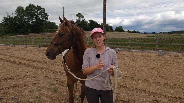 SIGNS A HORSE DOESN’T RESPECT YOU | Horse Behavior Guide смотреть онлайн