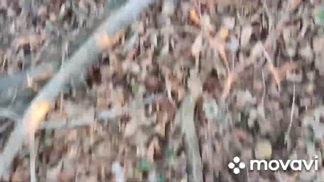 Проверка путика.Петли на фазана,куницу проверка. смотреть онлайн