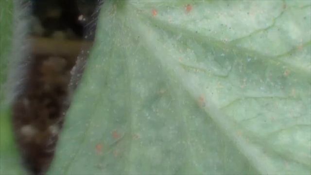 Moshkin.club Местные лаборатории энтомофагов смотреть онлайн