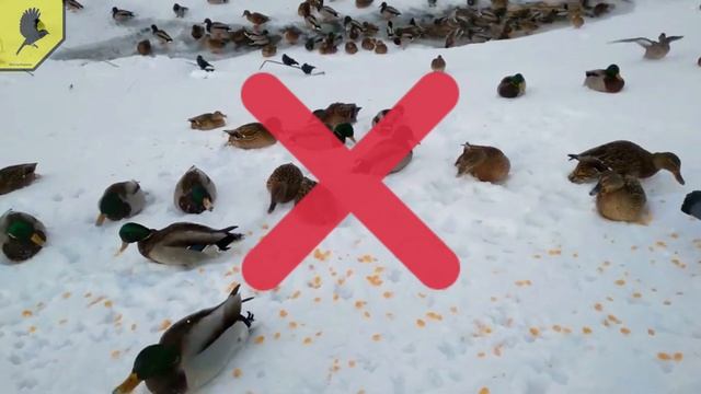 ПОЧЕМУ УТОК НЕЛЬЗЯ КОРМИТЬ ХЛЕБОМ? Чем можно кормить ДИКИХ уток зимой? Чем нельзя кормить уток? смотреть онлайн