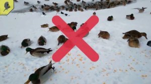 ПОЧЕМУ УТОК НЕЛЬЗЯ КОРМИТЬ ХЛЕБОМ? Чем можно кормить ДИКИХ уток зимой? Чем нельзя кормить уток?