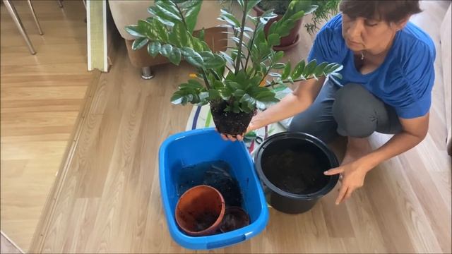 Пересадка большого Замиокулькаса. смотреть онлайн