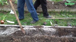 Секрет посадки картофеля. 250 кг урожая с сотки.