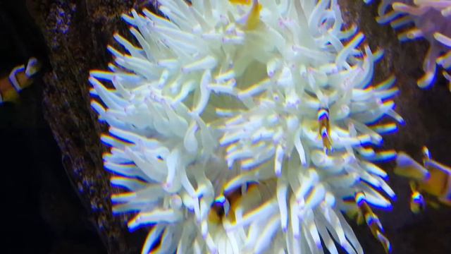 Clark's Clownfish & Anemone at Sharjah Aquarium 13.03.2019 смотреть онлайн
