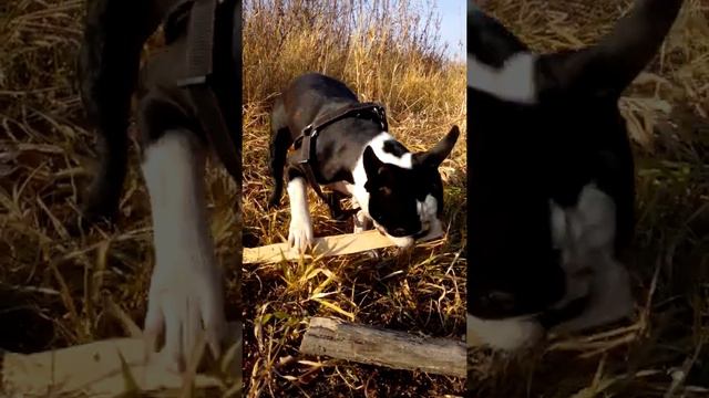 Когда дрова вкуснее шашлыков, непродуманное меню Бостон Терьера)))