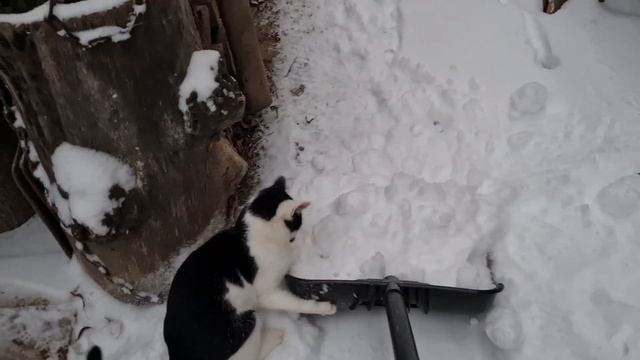 Ноябрьские подснежники, кот на льду и подарки на День Рождения. смотреть онлайн