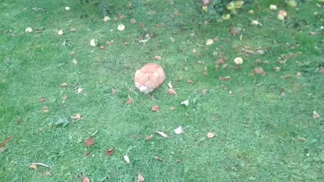 VID_20231014_161325.mp4 смотреть онлайн