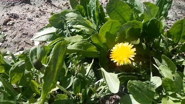 Сакура в цвету ) смотреть онлайн