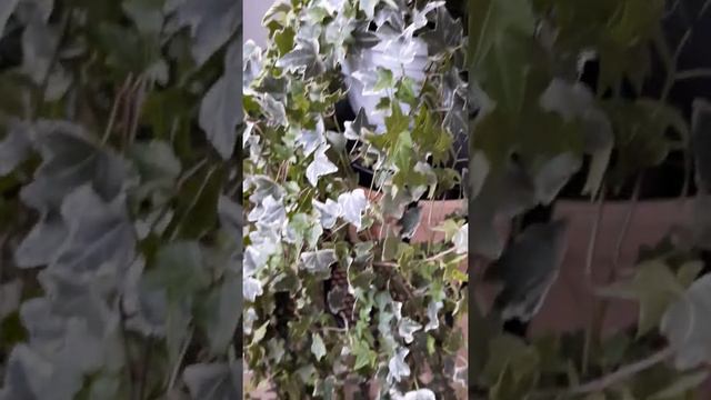 Хедера (плющ). Заказать в СПб Inst @janaplants