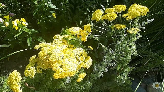 Реальная жизнь на ДАЧЕ Дикорастущие растения в саду смотреть онлайн