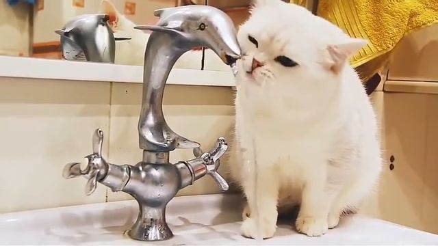 Кот пьет воду смотреть онлайн