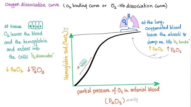 Oxygen Hemoglobin Dissociation Curve (with a mnemonic) смотреть онлайн