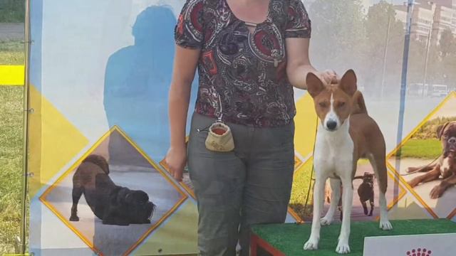 Дебютант Фангэй Инфинити Финн Аллти #basenjilife #basenji #басенджи #basenjidog #выставкасобак смотреть онлайн