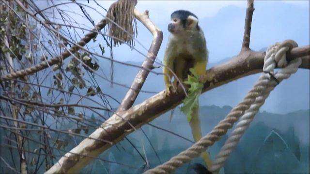 Боливийские саймири забирает еду у паки 06.12.2022 смотреть онлайн