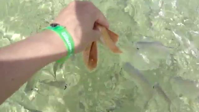 Рыбки щекотухи))) Кормим рыбок в океане