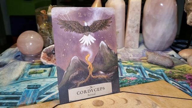 Ask An Aquarius: Flip Through & Review Of The Herbal Astrology Oracle! смотреть онлайн