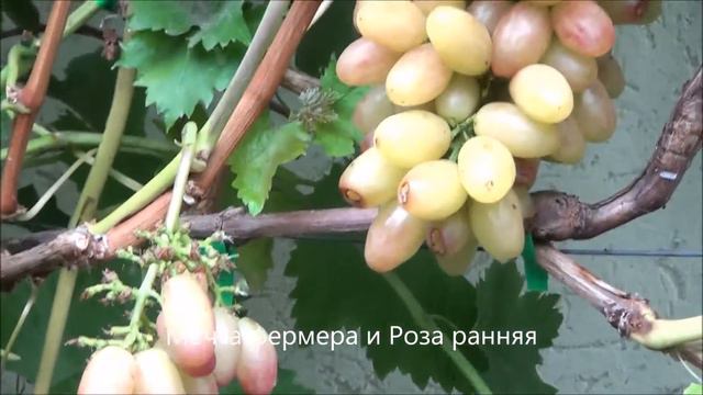 Мечта фермера и Роза ранняя смотреть онлайн