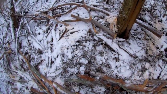 Тихо нарезал Дров и увез "из под носа" у лесников Тихо режу и беру дрова в лесу без Разрешений смотреть онлайн
