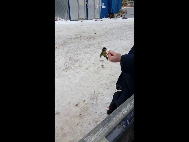Наглые Синички #Shorts смотреть онлайн