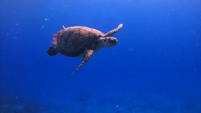 Turtles! Turtle Facts For Kids
