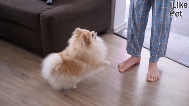 4 совета, как приучить собаку к месту смотреть онлайн