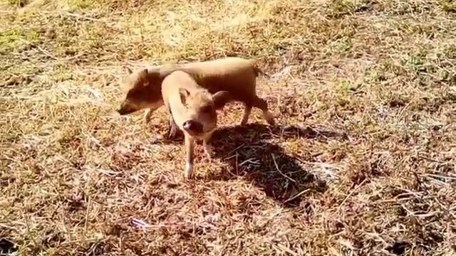 Самира и Сильвия выпрашивают еду?, минипиги, минипиг, микропиги, микропиг, minipig, micropig смотреть онлайн