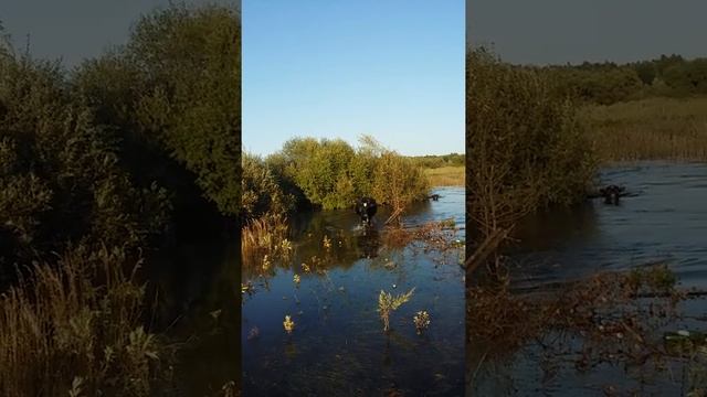 плавающие коровы смотреть онлайн