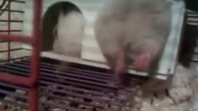 толстый хомяк застрял в окне смотреть онлайн