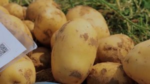 Примабелль ранний сорт картофеля!