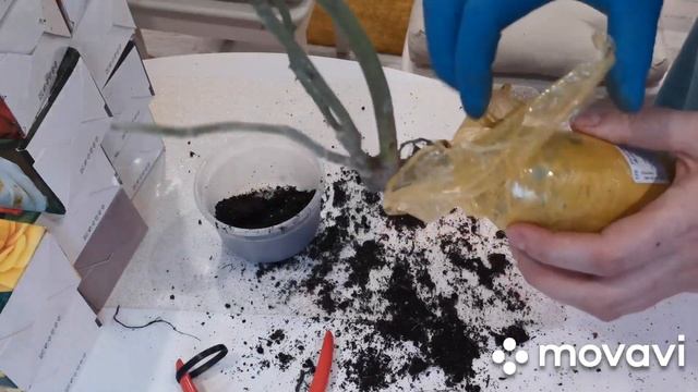 Что делать с розами из коробкок по ле покупки Как сохранить розы в коробке до весны