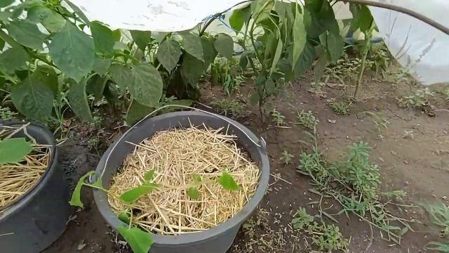 Нам опять не досталось👀💧💧💧 Инжиру быть😋Обычные летние дела в своем доме на Кубани🏠 смотреть онлайн