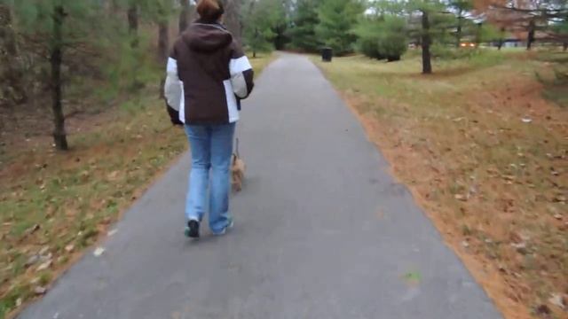 Olivia the Sheprador Puppy #8 - on a walk with mom and dad! смотреть онлайн