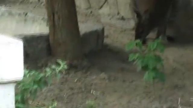 Харьковский зоопарк - МИНИ КЕНГУРУ!