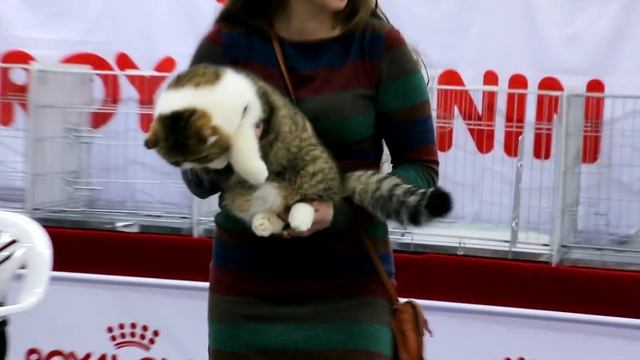 Лучшие породистые коты и кошки России. Выставка кошек #8: Финал смотреть онлайн