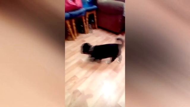 Страшный и злобный пёс Буч (1 месяц) смотреть онлайн