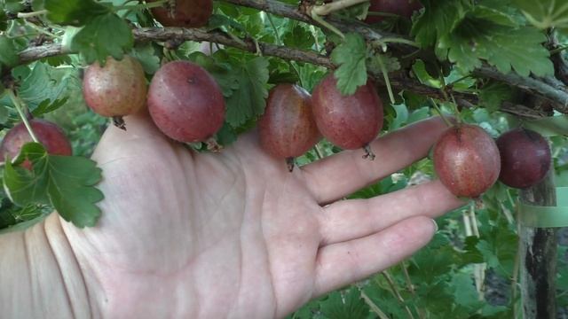 ПАКС РАННЕСПЕЛЫЙ СЛАДКИЙ КРЫЖОВНИК смотреть онлайн