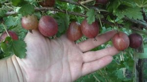 ПАКС РАННЕСПЕЛЫЙ СЛАДКИЙ КРЫЖОВНИК