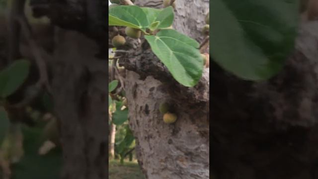 Anjeer fruits plant смотреть онлайн