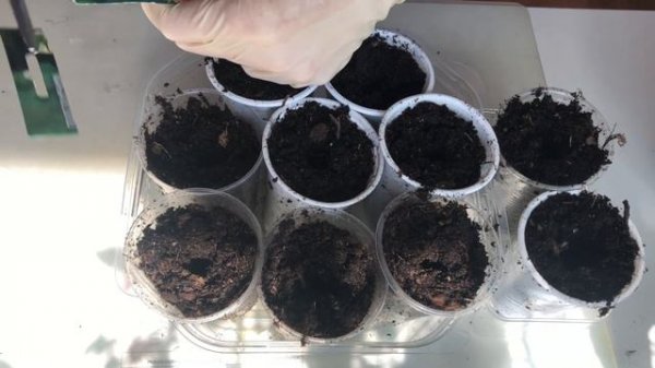 Посев декоративного подсолнечника Мишка