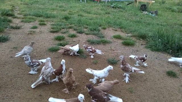 17 июля 2022 г. отвечаю на комментарий по столбовой игре, андижанские голуби узбекские голуби смотреть онлайн