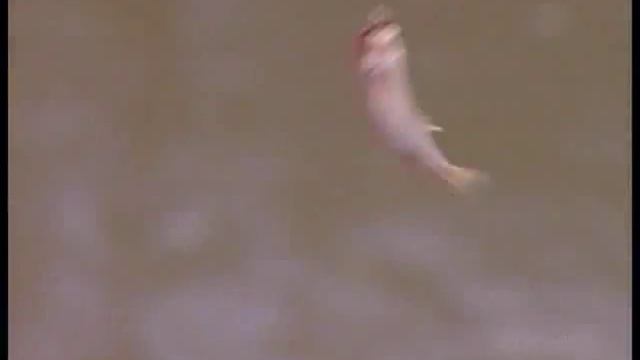 Ловля мелкой рыбы. смотреть онлайн