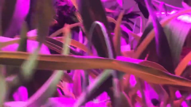 Shiftting orchid under grow light-Pt-2 смотреть онлайн