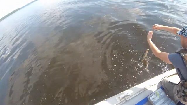 Рыбалка на Камском водохранилище, меляки, попали на хищника смотреть онлайн