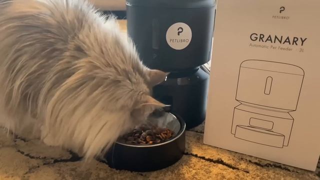 Countdown To Christmas Gifts! Milo Is Poorly! смотреть онлайн