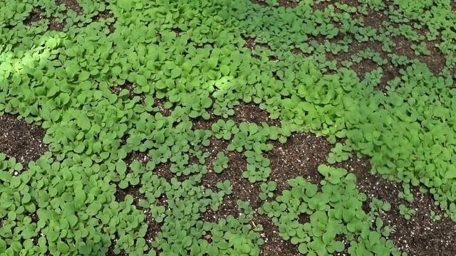 СУПЕР ВАЖНАЯ ПОДКОРМКА Петунии и любой рассады ? до пикировки. ГАРАНТИРУЮ УСПЕХ Обязательно просмот смотреть онлайн