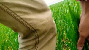 Гумат калия по пшенице