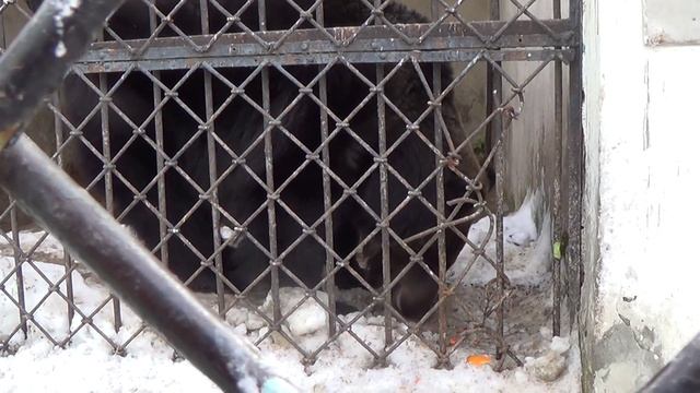 Медведица Машка никогда не впадала в спячку смотреть онлайн