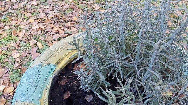 Подготовка лаванды - первогодки к зиме. смотреть онлайн