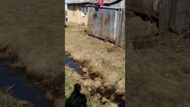 Пацан СОШЕЛ С УМА!Мелкий пацан хочет СПРЫГНУТЬ с ВЫСОКОГО гаража!!! смотреть онлайн
