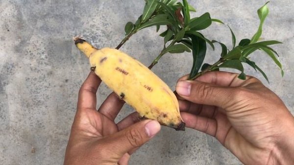 How to grow Ixora coccinea flowers in bananas at home for you